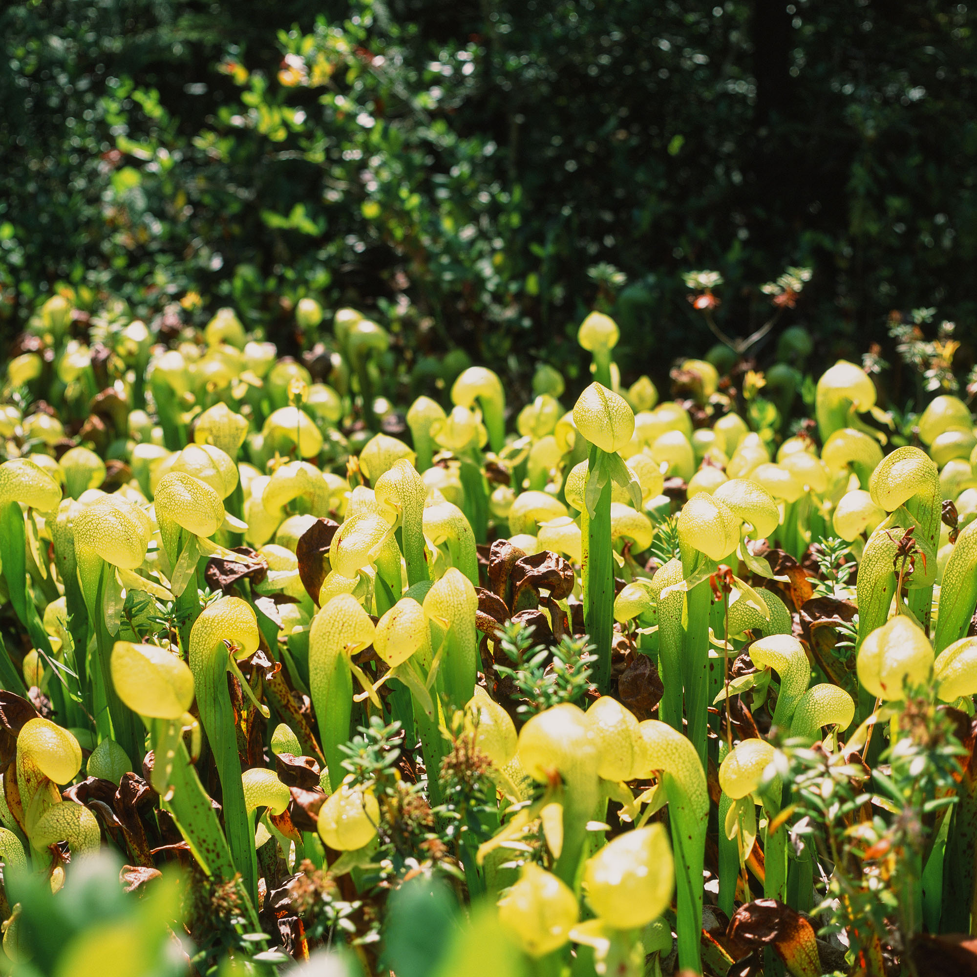Carniverous plants